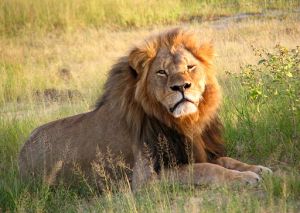 Cecil, just lion around.  Source: Wiki Commons/Daughter#3