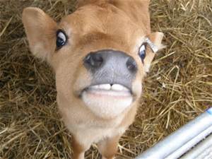 jersey-cow-calf